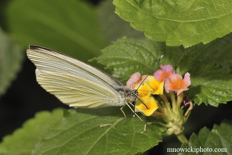 Great Southern White.jpg - Great Southern White