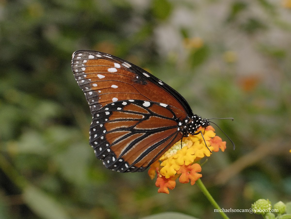 Monarch(Danaus Plaxippus).jpg - Monarch (4)