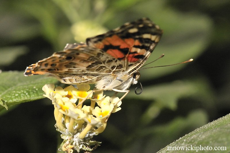 Painted Lady 2.jpg - Painted Lady (2)