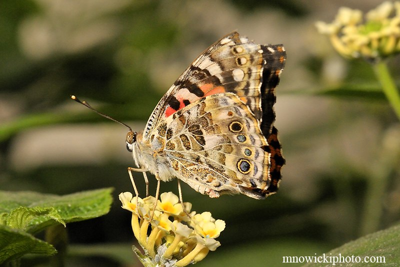 Painted Lady.jpg - Painted Lady