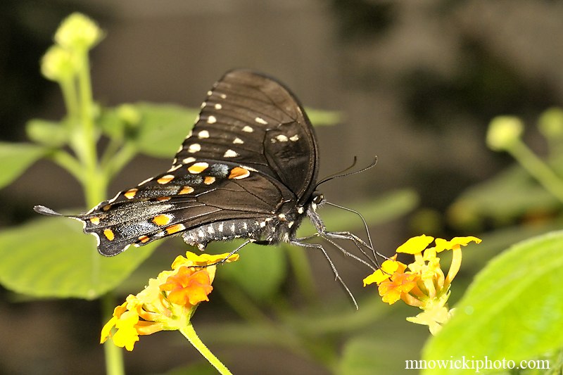 Palamedes Swallowtall.jpg - Palamedes Swallowtall