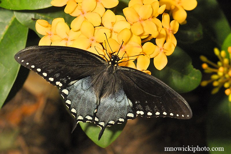 Pipevine Swallowtall 2.jpg - Pipevine Swallowtall  3