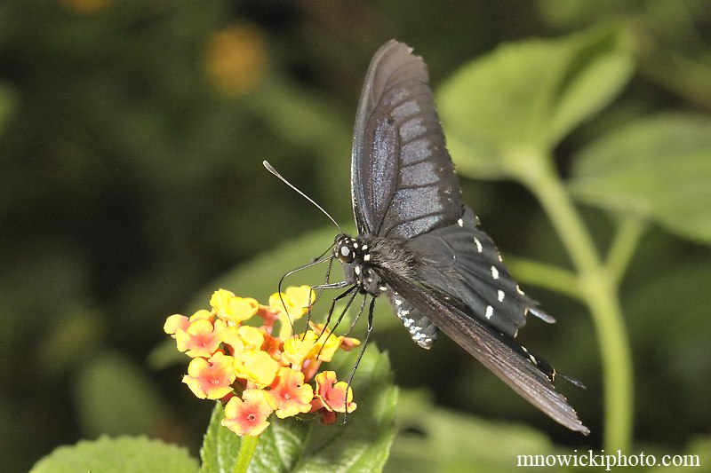 Pipevine Swallowtall.jpg - Pipevine Swallowtall (2)