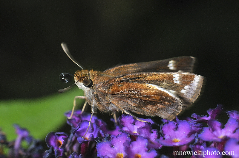 Silver Spotted Skipper.jpg - Silver Spotted Skipper,