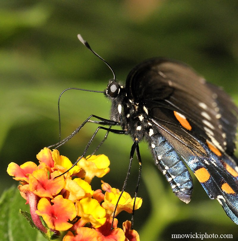 Spicebush Swallowtall.jpg - Spicebush Swallowtall