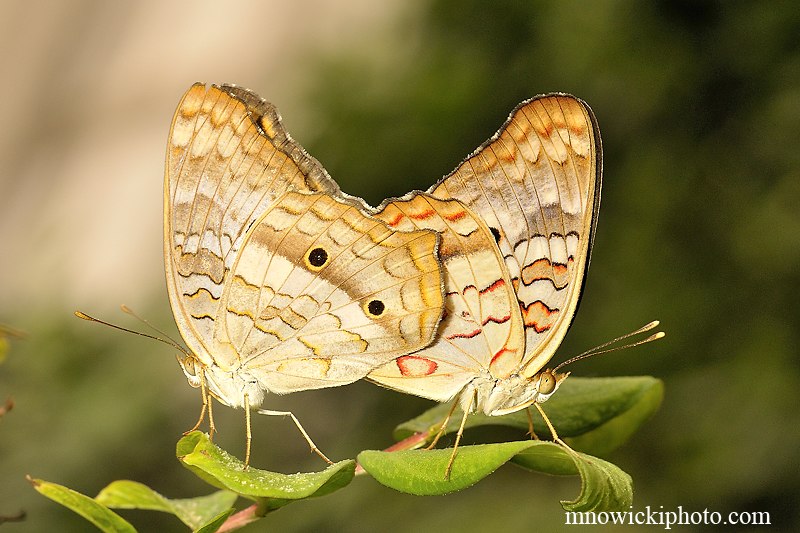 White Peacock.jpg - Whito Peacock Duo