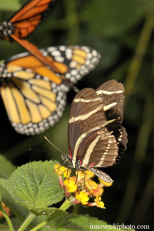 Zebra Longwing 2.jpg - Zebra Longwing