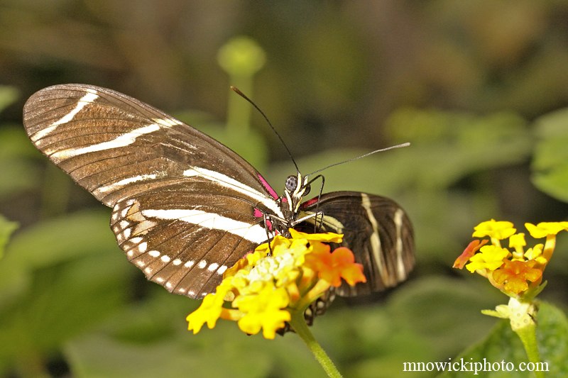 Zebra Longwing.jpg - Zebra Longwing (2)