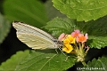 Great Southern White