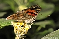 Painted Lady 2