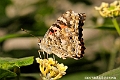 Painted Lady