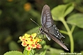 Pipevine Swallowtall