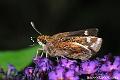 Silver Spotted Skipper