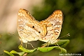 White Peacock