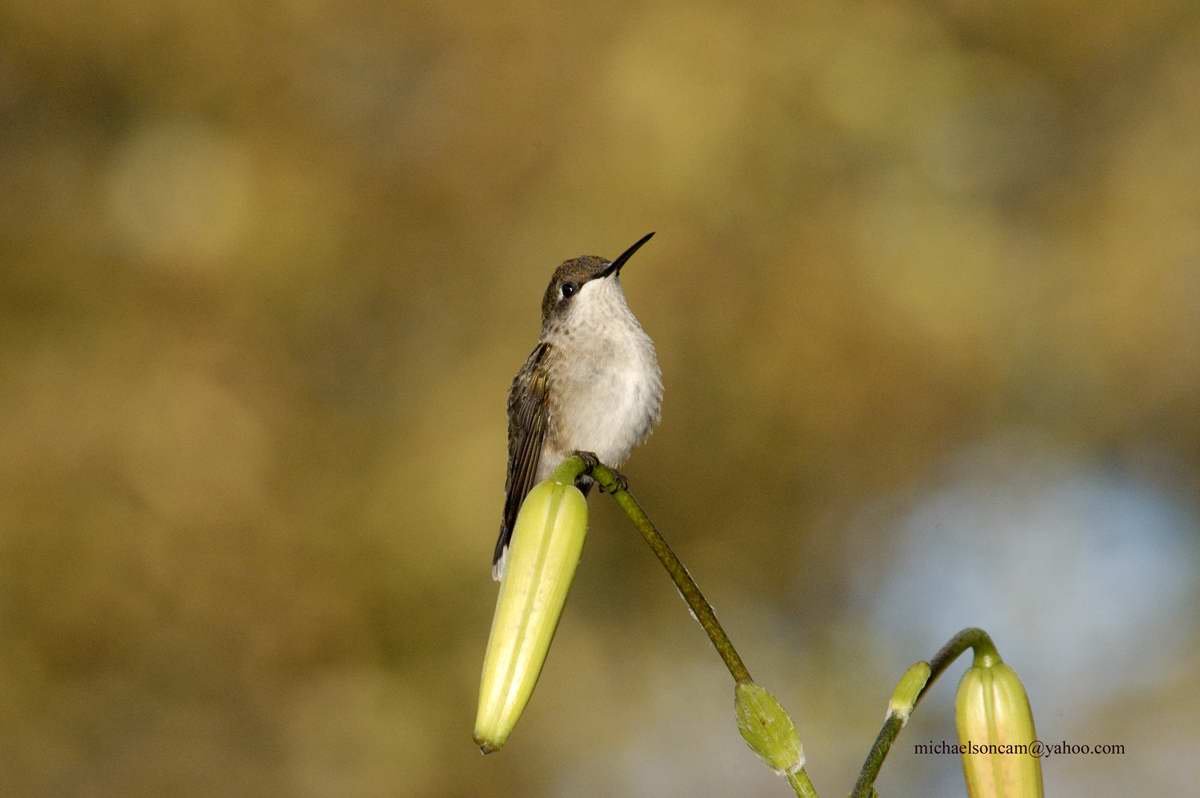 Humm-2.jpg - Hummingbird  6