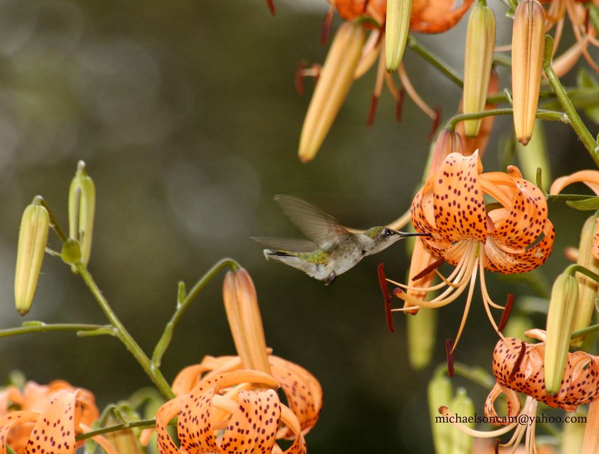 Humm-4.jpg - Hummingbird  7