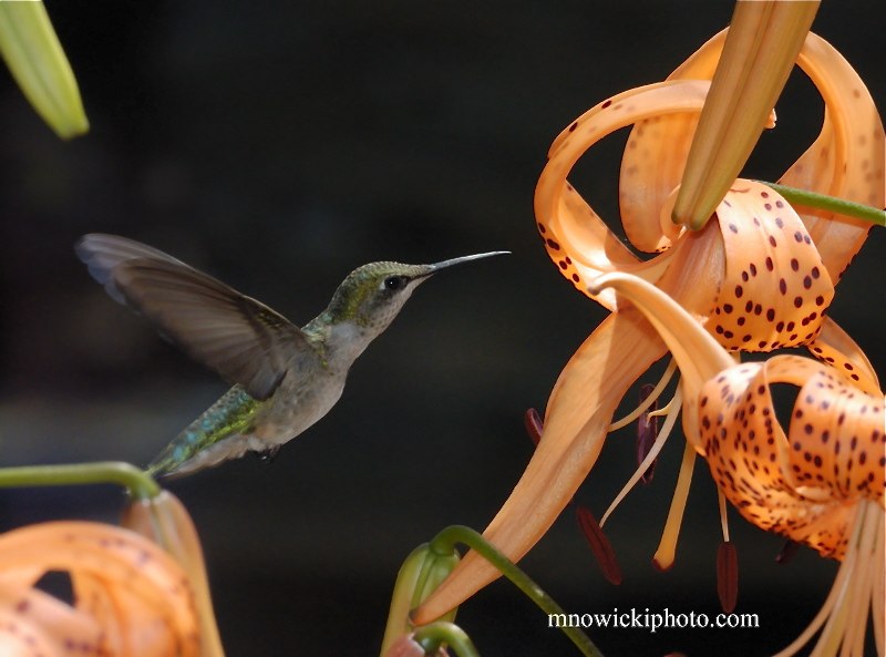 Humm10.jpg - Hummingbird  2