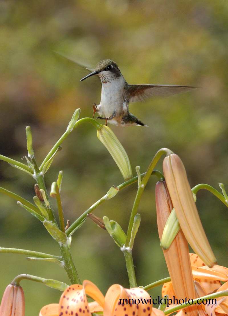 Humm11.jpg - Hummingbird  4