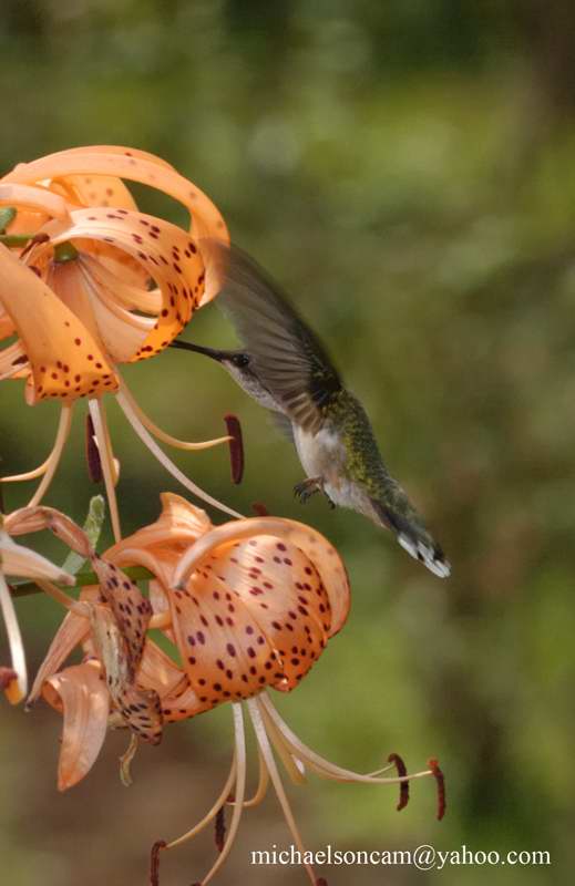 Humm8.jpg - Hummingbird  8