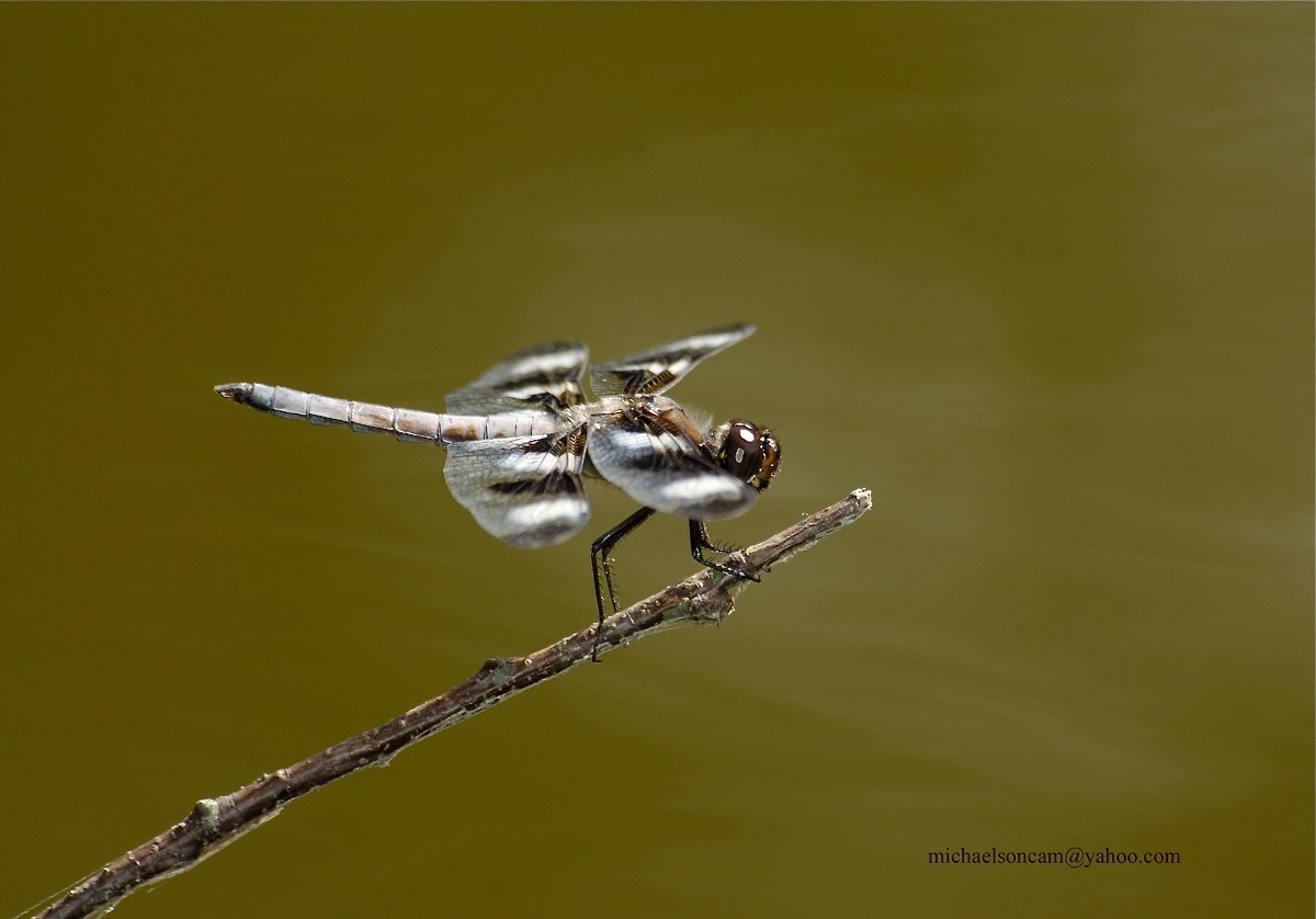 Dragonfly.jpg - Dragonfly