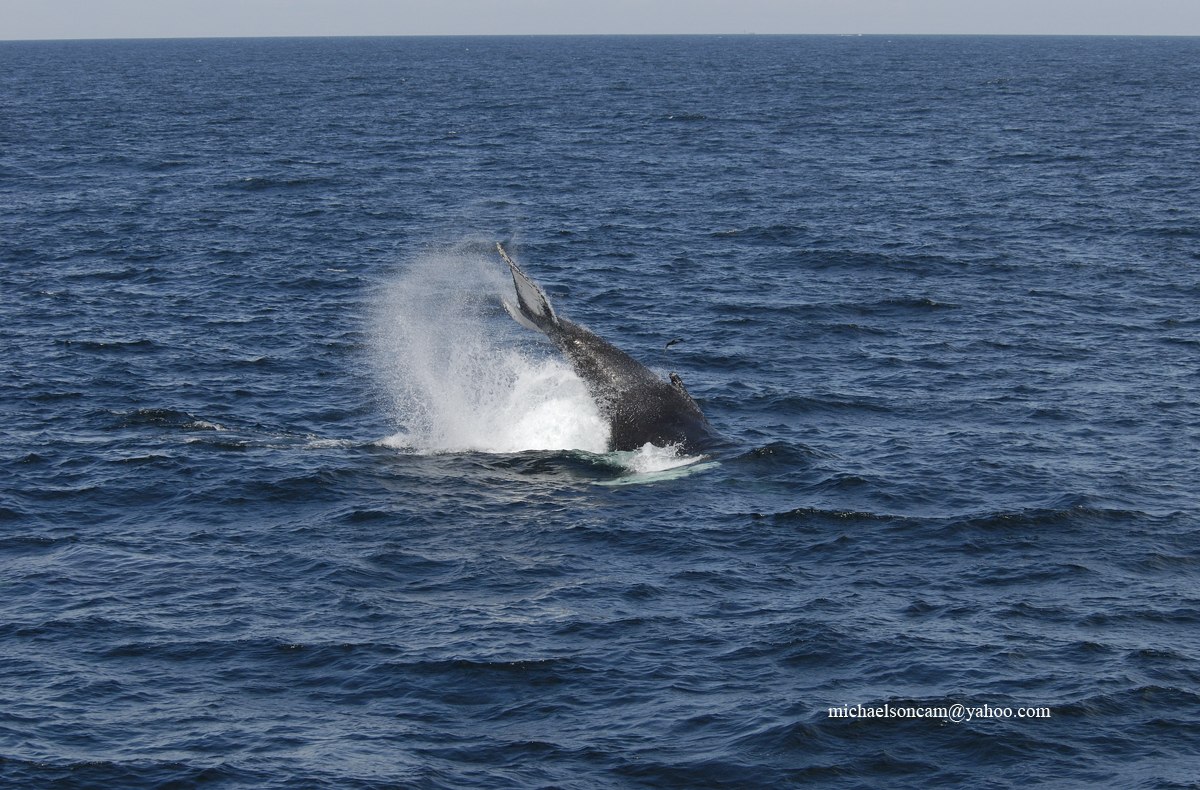 Humpback-Whale.jpg - Humpback Whale