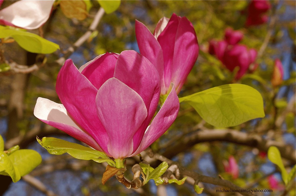 Kwiat-C-Pk-1.jpg - Magnolia