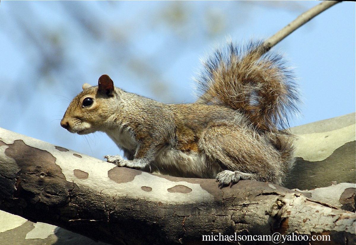 McCarren-Park-Squirrel.jpg - Squirell