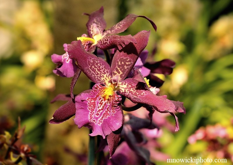 Orchid2_1.jpg - Orchid