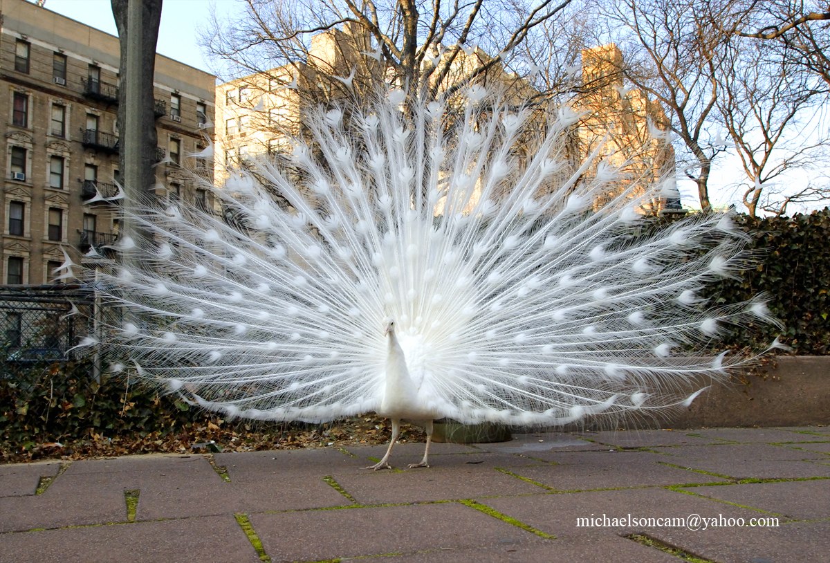 Peacock-albino..jpg - Peacock albino