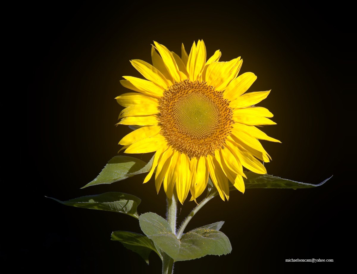 Sunflower.jpg - Sunflower