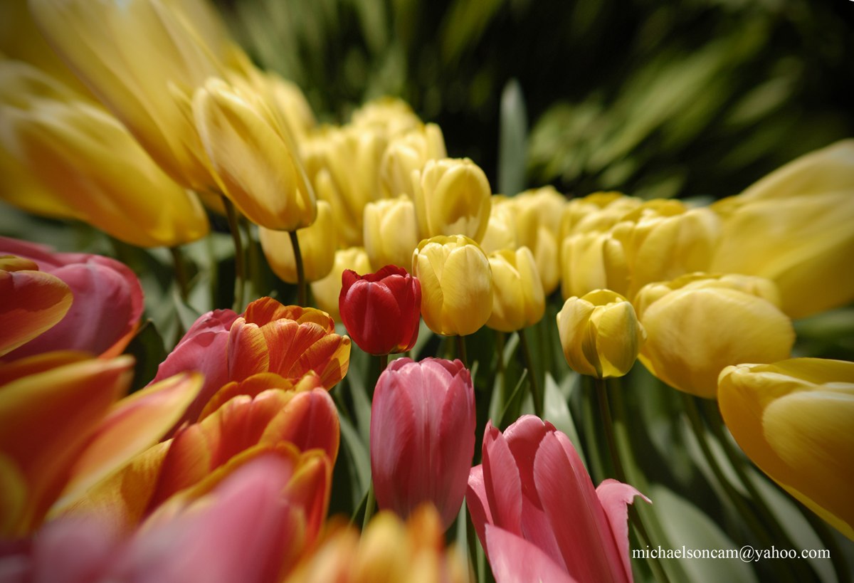 Tulips-wedding-ceremony.jpg - Tulips wedding ceremony