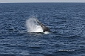 Humpback-Whale