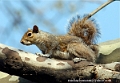 McCarren-Park-Squirrel