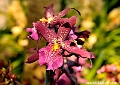 Orchid2_1