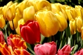 Two-Tulips